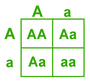 Punnett Squares