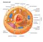 Parts of An Animal Cell Pictures