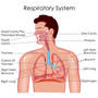 Circulatory and Respiratory Systems