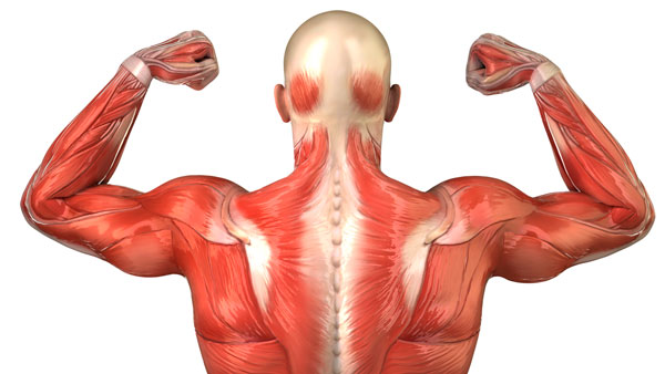 Physiology of Muscle Contraction