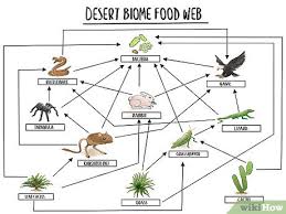 Food Chains & Food Webs