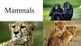 Mammals