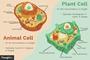 Plant and Animal Cells