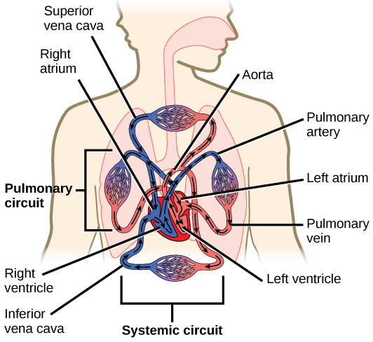 Circulatory and Respiratory Systems