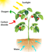 Photosynthesis