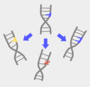 Mutations and Genes