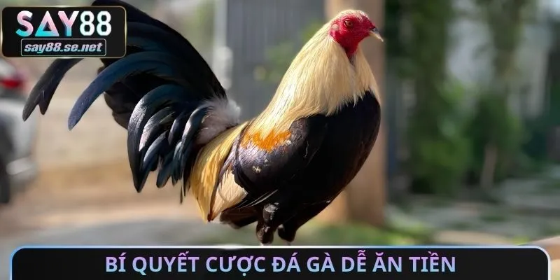 Bí quyết cược đá gà dễ ăn tiền