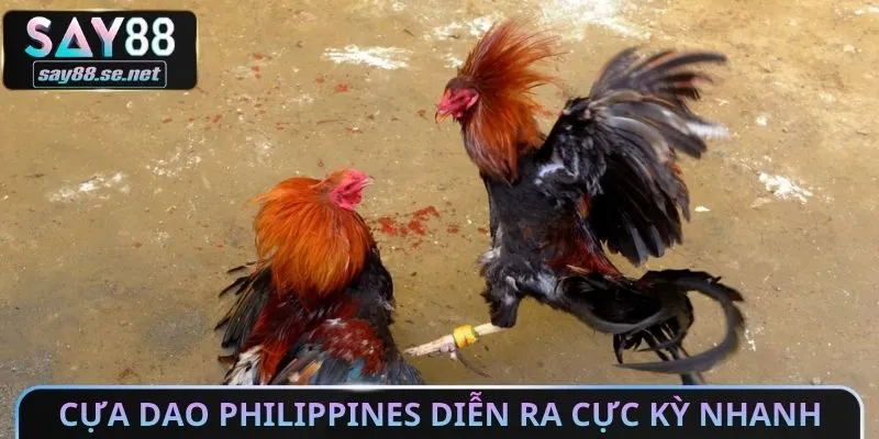 Cựa dao Philippines diễn ra cực kỳ nhanh