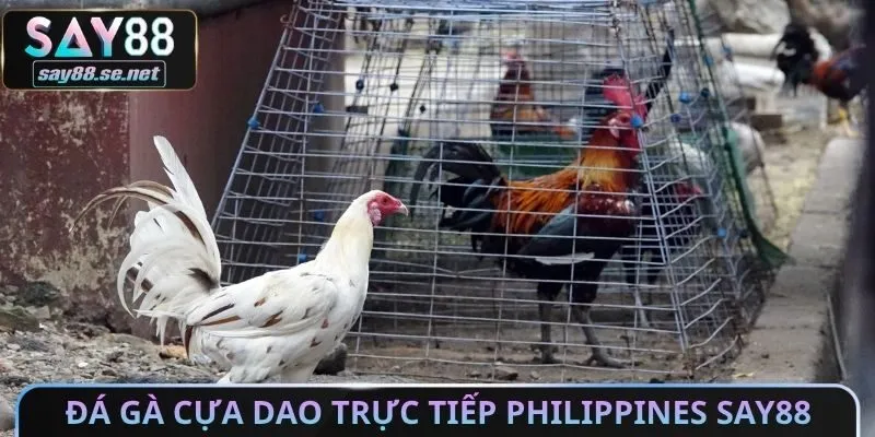 Đá gà cựa dao trực tiếp philippines Say88