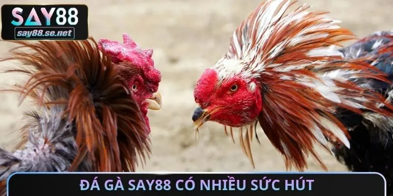 Đá gà Say88 có nhiều sức hút