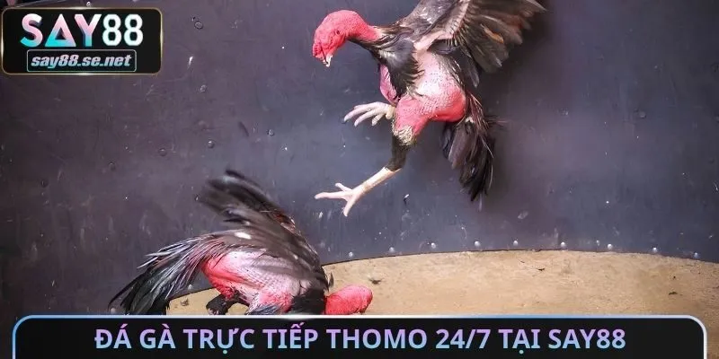 Đá gà trực tiếp thomo 24/7 tại Say88
