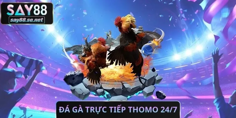 Đá Gà Trực Tiếp Thomo 24/7