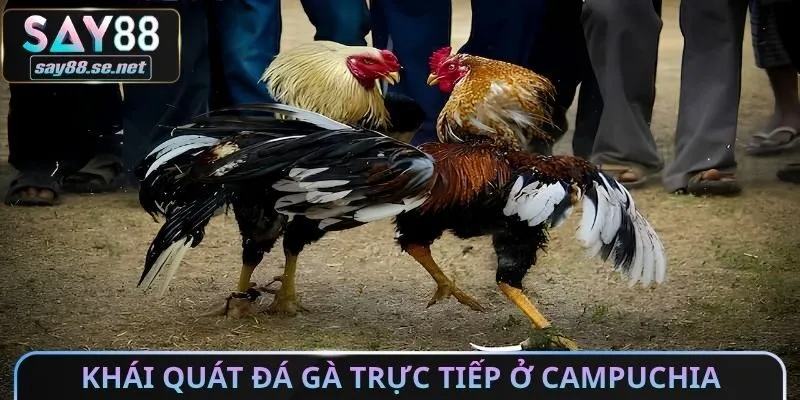 Khái quát đá gà trực tiếp ở campuchia