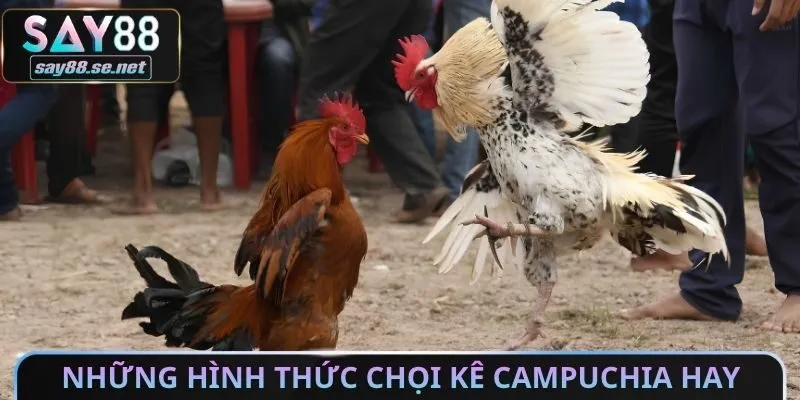 Những hình thức chọi kê campuchia hay