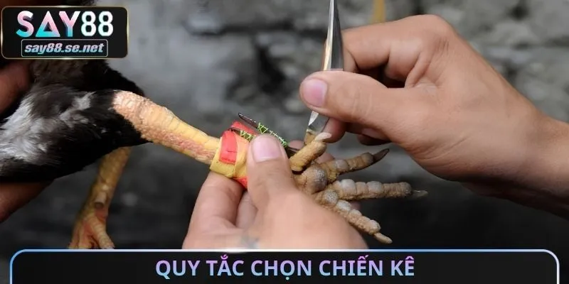 Quy tắc chọn chiến kê