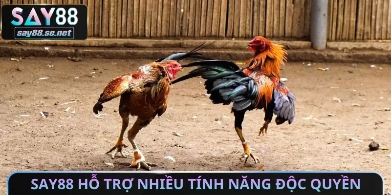 Say88 hỗ trợ nhiều tính năng độc quyền
