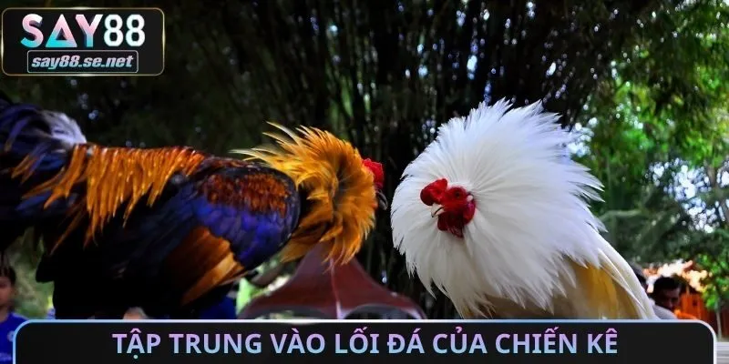 Tập trung vào lối đá của chiến kê